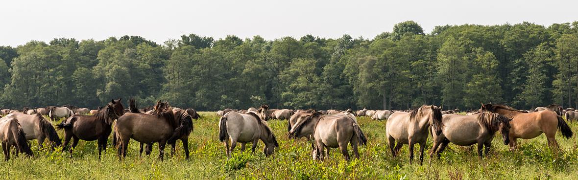 Dülmen, Merfeld, Wildpferdebahn